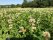 Bild 1 von 3 - Weißklee 2,5 kg Zertifiziertes Saatgut Reinsaat Wildacker Mischungen Grünland