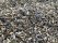 Bild 4 von 4 - Streufutter Vogelfutter Ausputz von gestreifte Sonnenblumenkerne 25 kg Ausputz !!! Vogelfutter Hühn