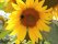 Bild 1 von 3 - Sonnenblumenkerne schwarze 15 kg Streufutter Fettfutter