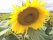 Bild 3 von 3 - Sonnenblumenkerne gestreifte, Vogelfutter, 20 kg im Papiersack aus Deutschland
