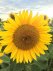 Bild 2 von 4 - 20 kg Peredovick Sonnenblumen, zertifiziertes Saatgut