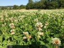 Weißklee 25 kg Zertifiziertes Saatgut Reinsaat Wildacker Mischungen Grünland